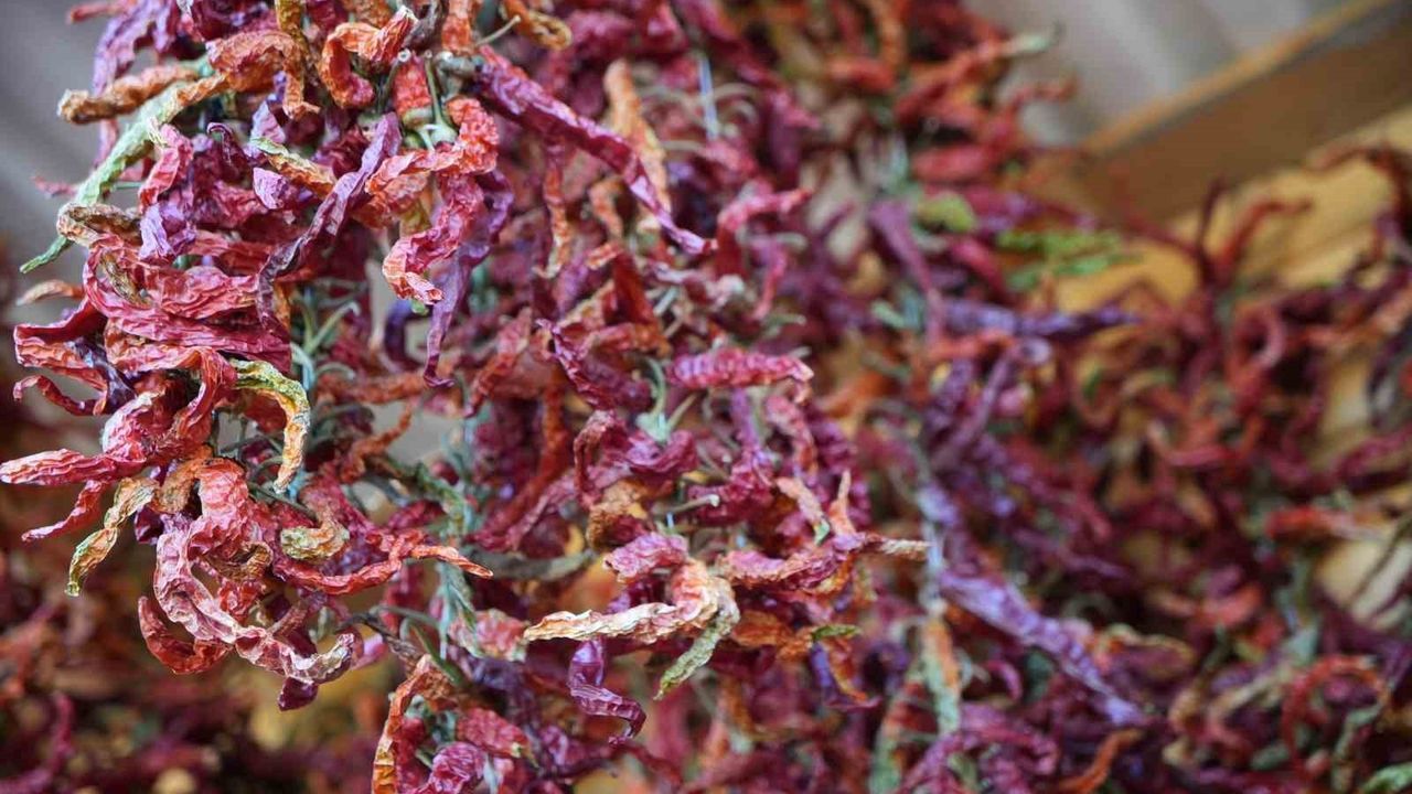 Edirne'de Ata Tohumu ile Organik Üretim Destekleniyor