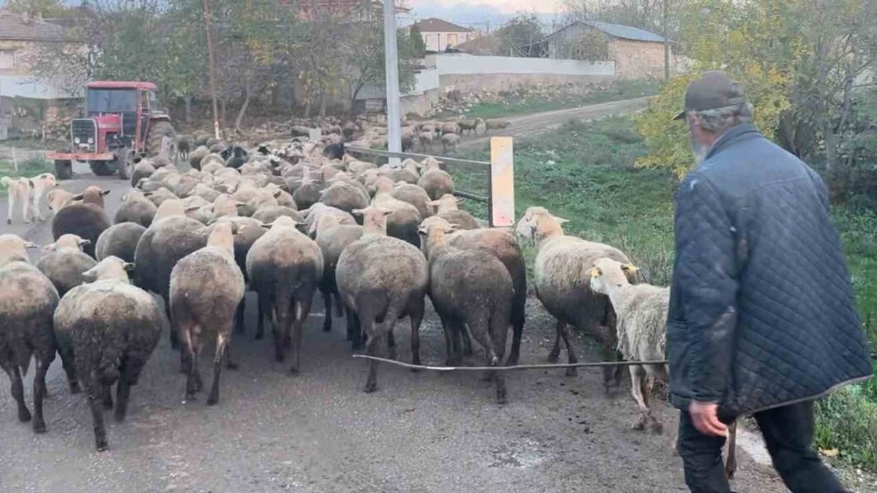 Edirne'de Çoban Bulmak Zorlaştı