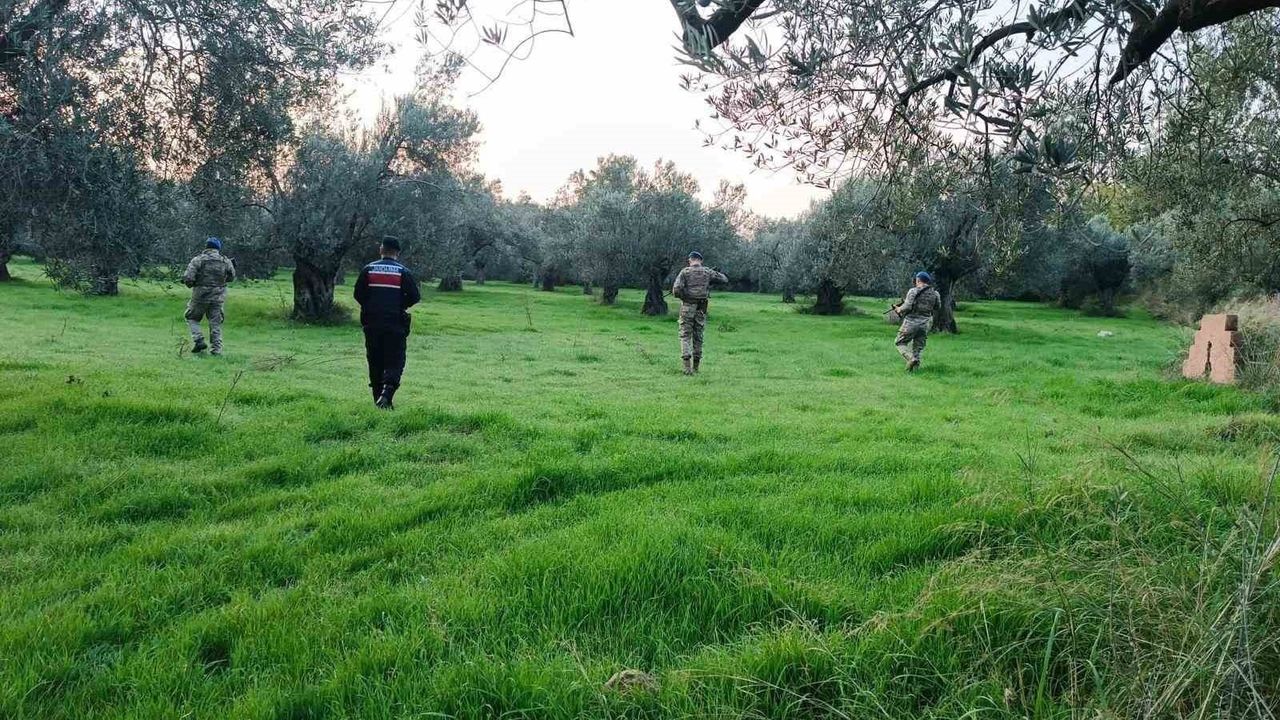 Edremit'te Zeytin Hırsızlığına Karşı Özel Önlemler