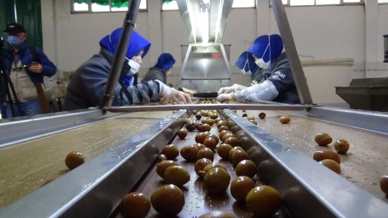 Edremit'te Zeytinyağı ve Yeşil Zeytin İçin Coğrafi İşaret Başvuruları