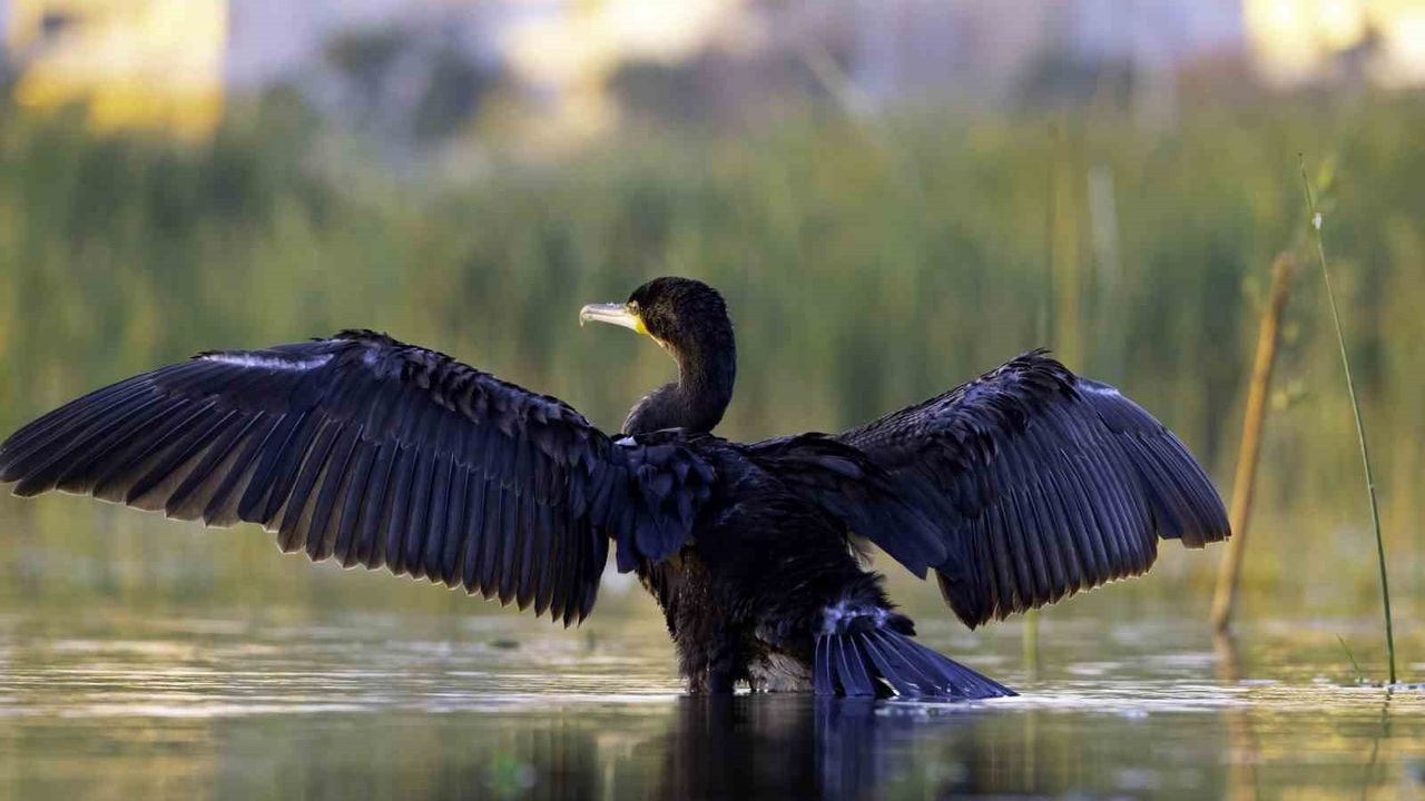 Ekşisu Sazlığı: Kuşların Göç Rotası