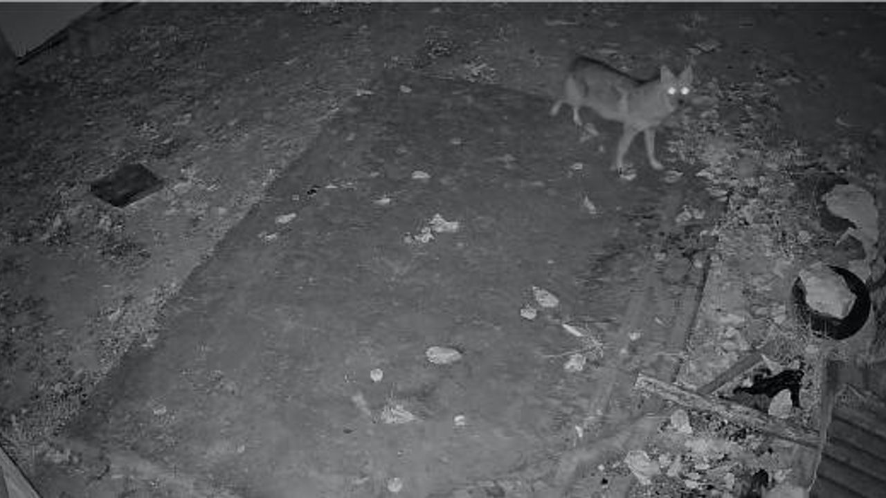 Elazığ'da Güvenlik Kamerasına Yakalanan Çakal