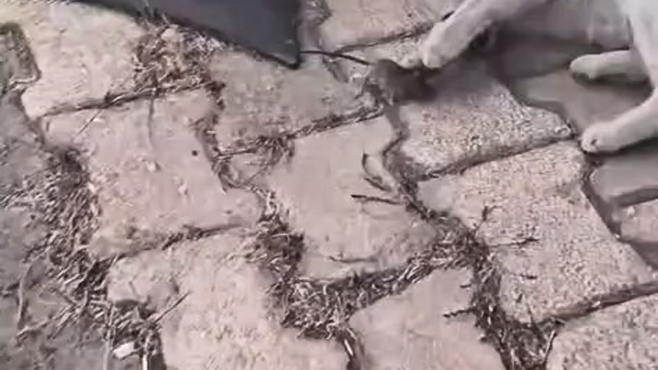 Elazığ'da Kedinin Fareyle Oyunu Kameraya Yansıdı