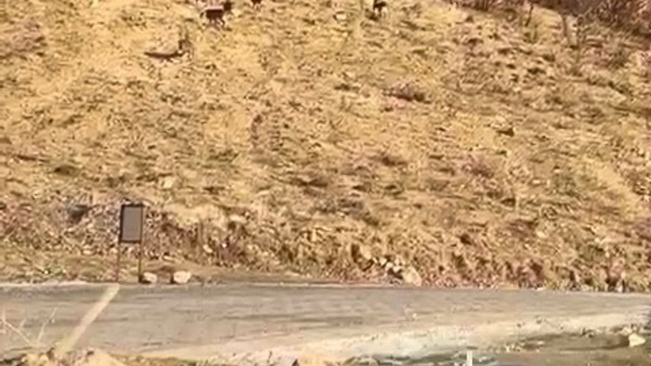 Elazığ'da Koruma Altındaki Dağ Keçileri Görüntülendi