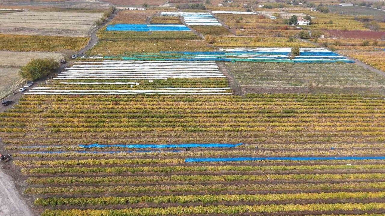 Elazığ'da Üzüm Rekoltesi Yüzde 80 Düştü
