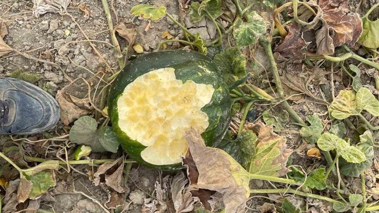 Elazığ'daki Bahçeleri Domuzlar İşgal Etti