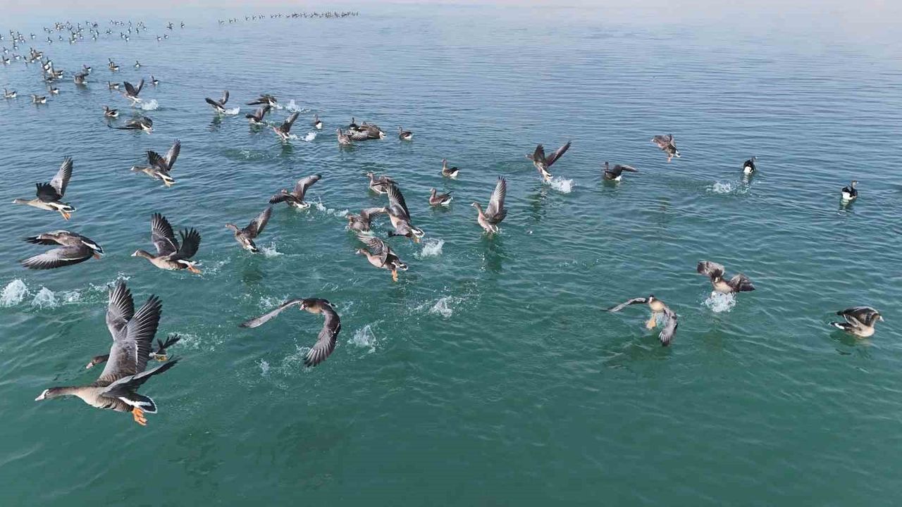 Erçek Gölü’nde Küçük Sakarcaların Ziyareti