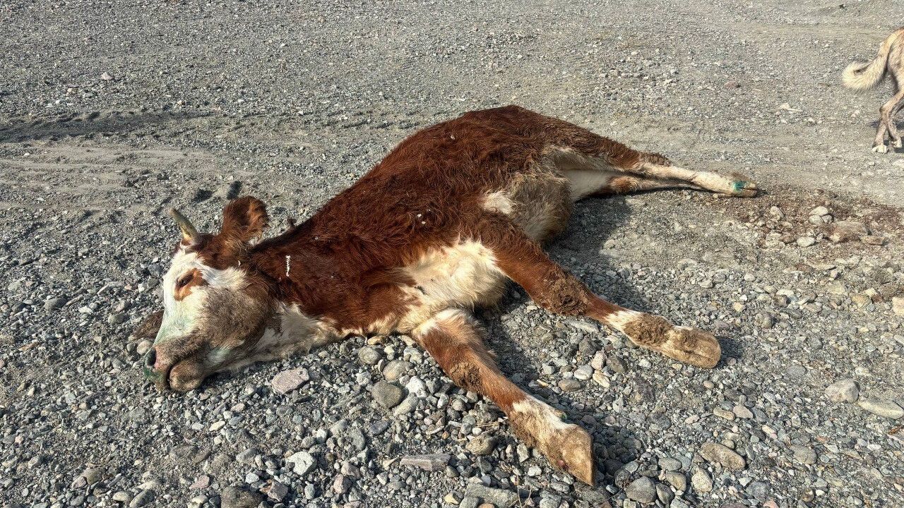 Erzincan'da Şap Hastalığı Tehlikesi: Sorumsuzluk ve Endişe