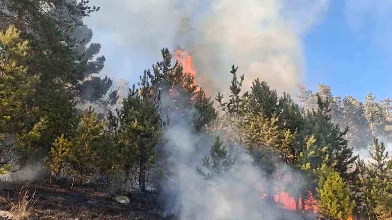 Erzurum'da Orman Yangını: İki Nokta Kontrol Altında