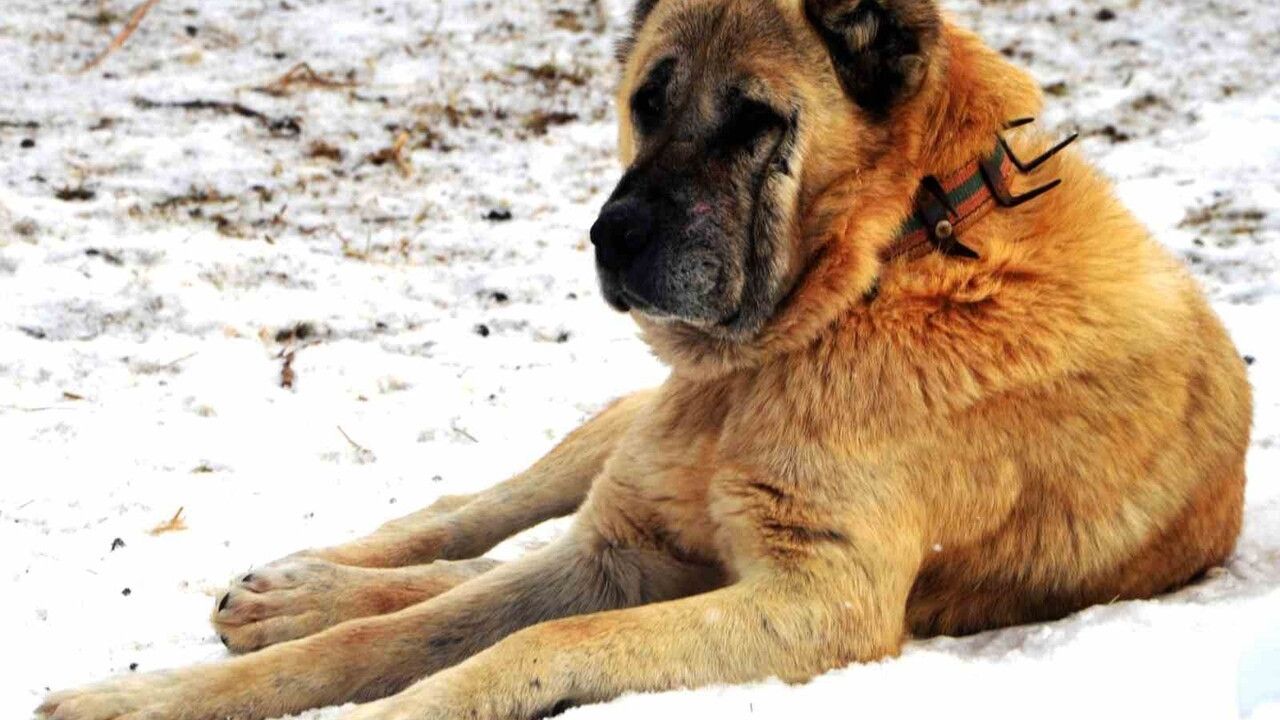 Erzurum'un Kayıp Tarihi: Çoban Köpekleri ve Diplomasi