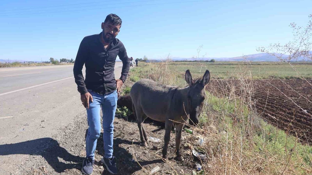 Eşeğin Sıpası Annesinin Başında Bekledi