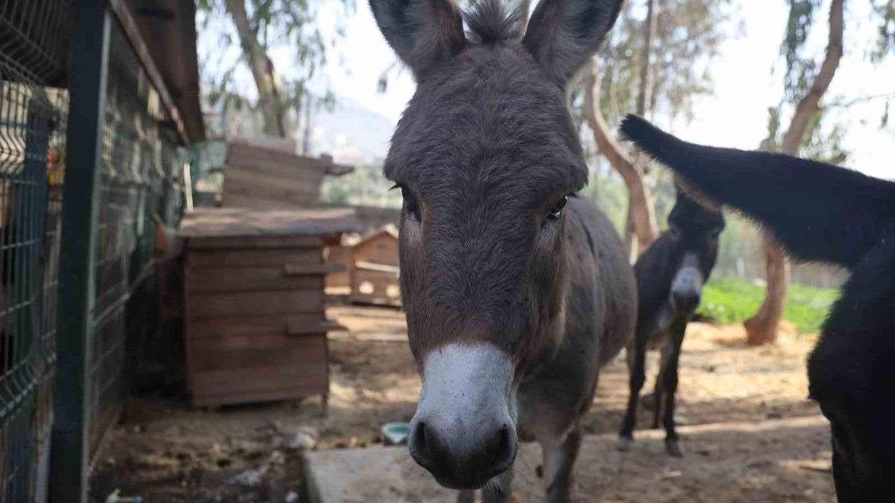 Eşek Sıpası Yeni Yuvasında Rahat Ediyor