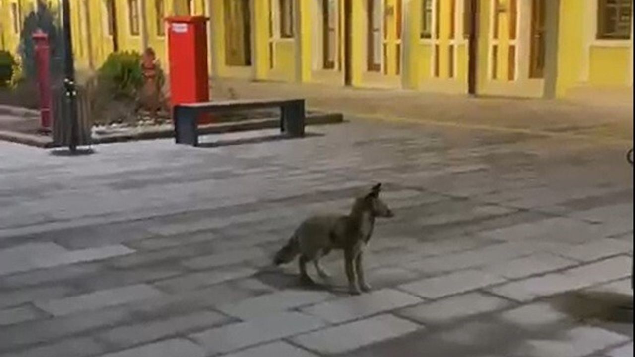 Eskişehir Tren Garında Beklenmedik Tilki Ziyareti