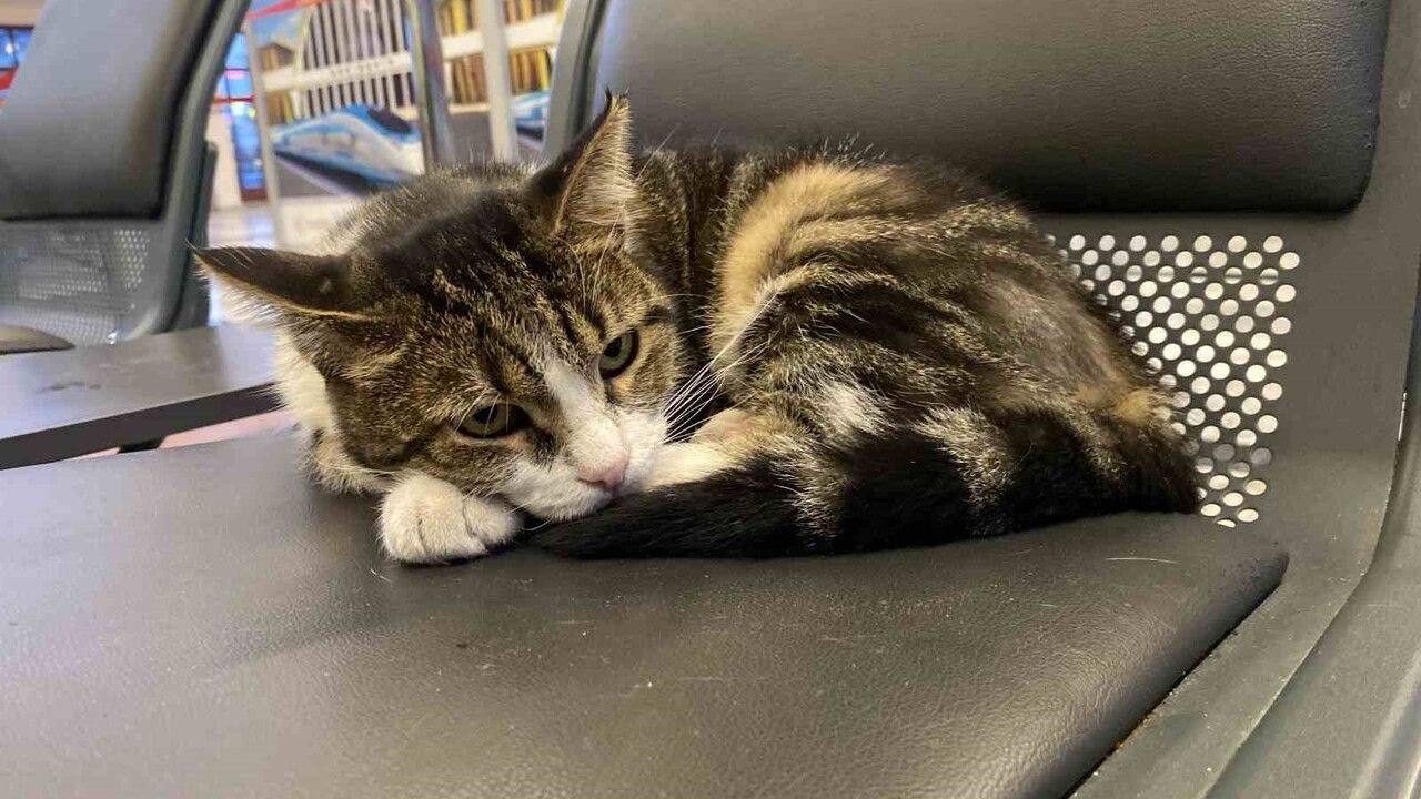 Eskişehir Tren İstasyonu’ndaki Sevimli Kediler