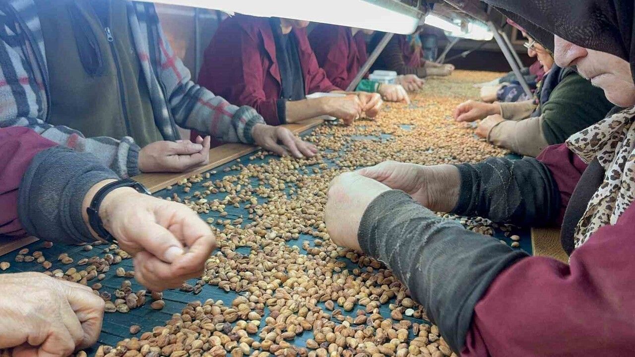 Fındık Fiyatları Üzerine Beklentiler ve Piyasa Analizi