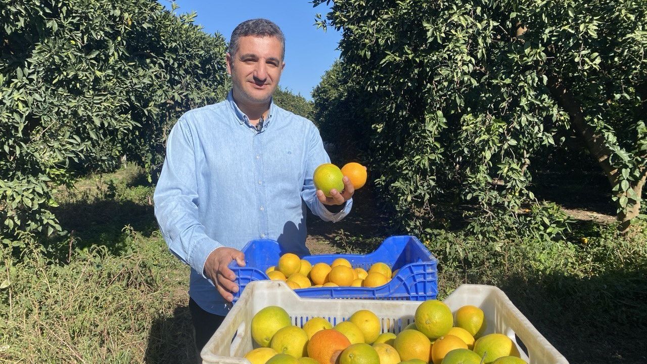Finike'de Portakal Sezonu Başladı: 250 Bin Ton Rekolte Bekleniyor