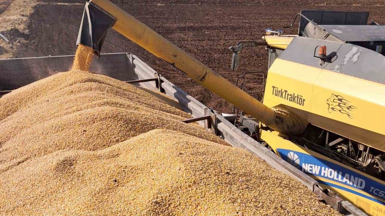 Gaziantep'te Mısır Hasadı Başladı