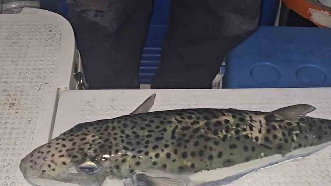 Gemlik Körfezi'nde Benekli Balon Balığı Tehdidi