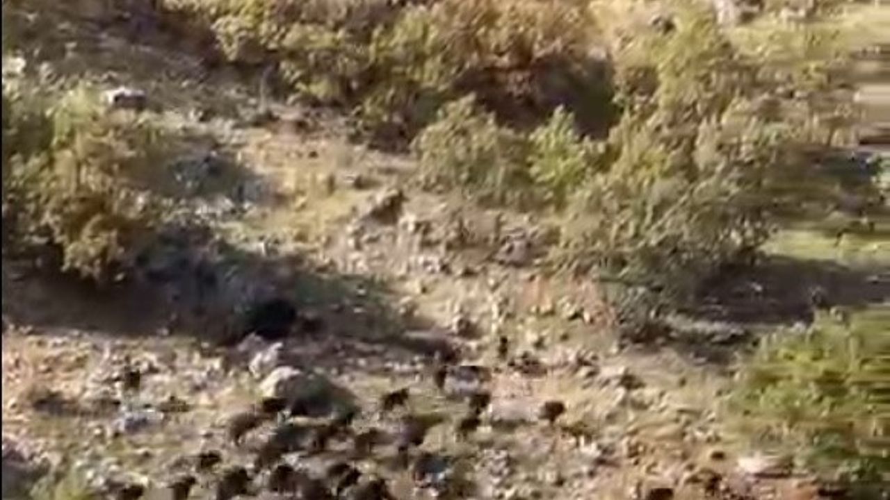 Gercüş'te Domuz Sürüleri Görüntülendi