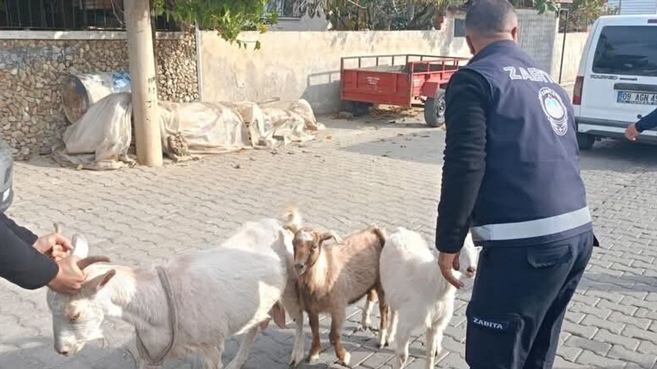Germencik'te Başıboş Keçi Sorunu Çözüldü