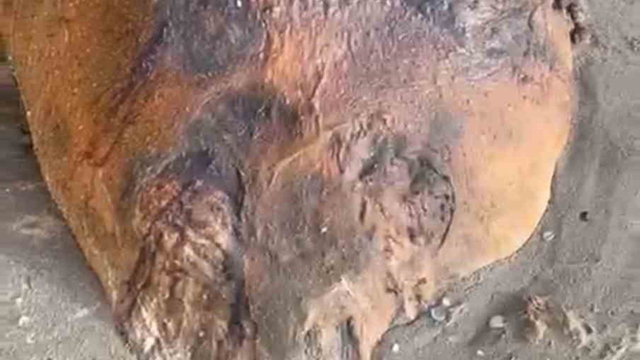 Gizemli Deniz Canlısı Tekirdağ Kıyısında Bulundu