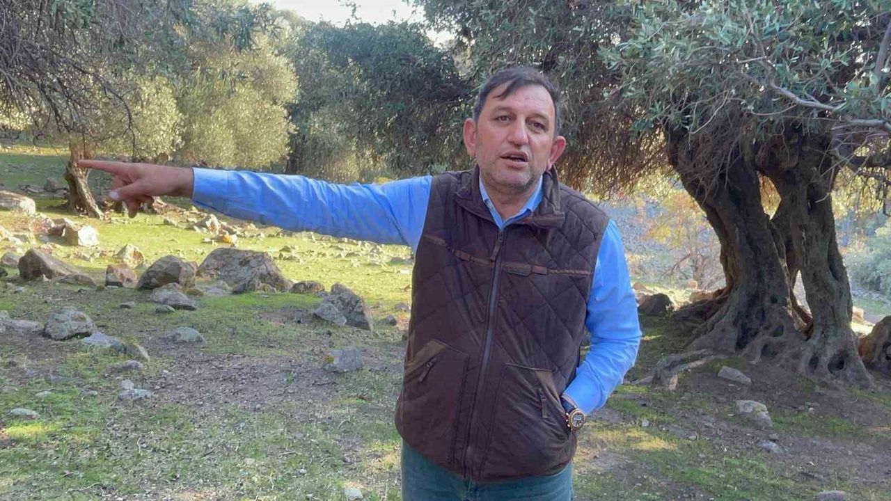 Gökçeada'nın Eşsiz Ladolia Zeytinleri