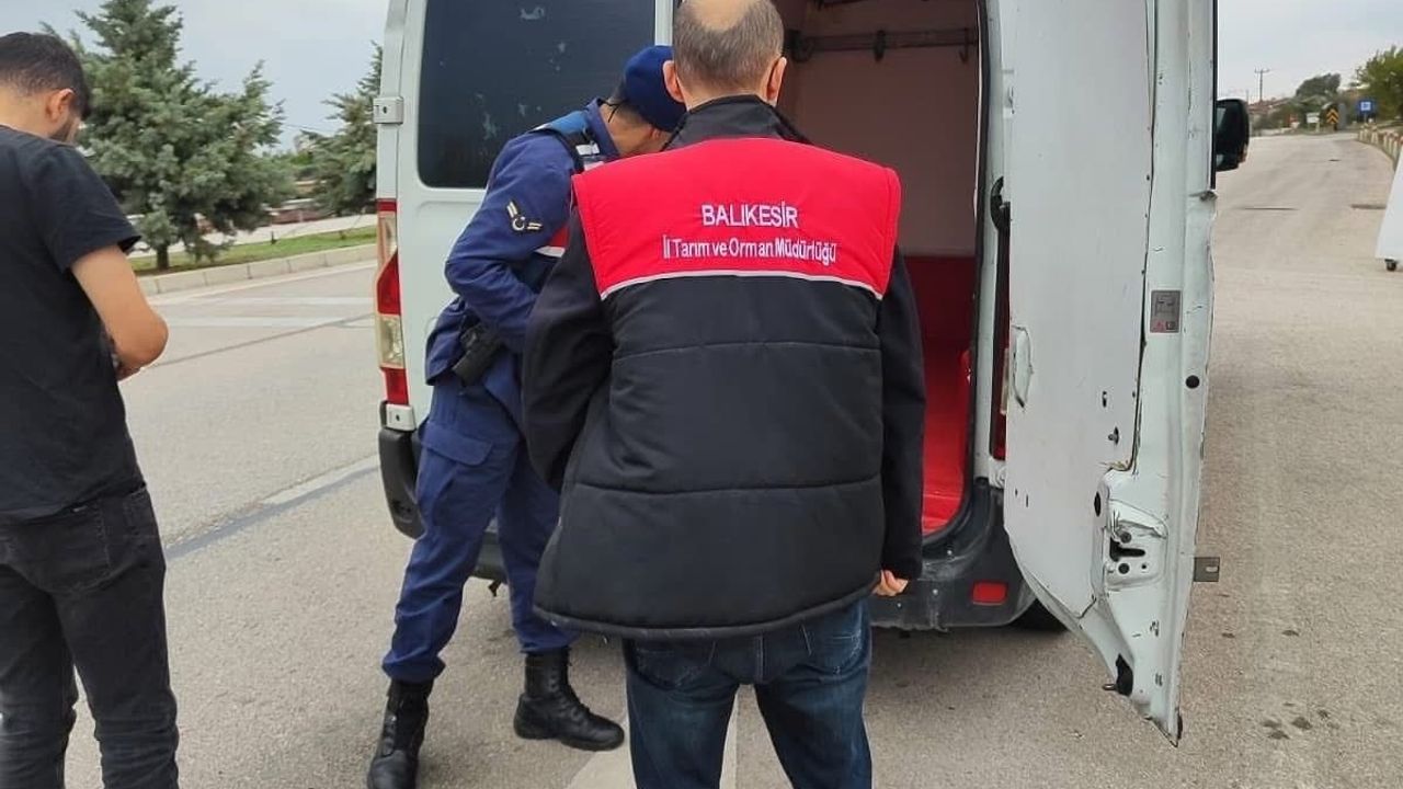 Gönen'de Şap Hastalığı Kontrolleri Artıyor