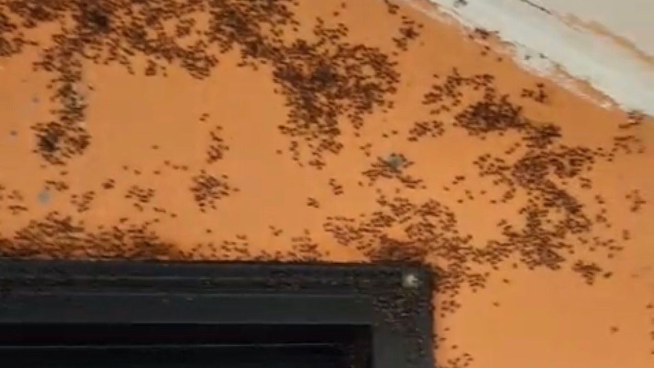 Gönen'de Sinek İstilası: Vatandaşlar Tepkili