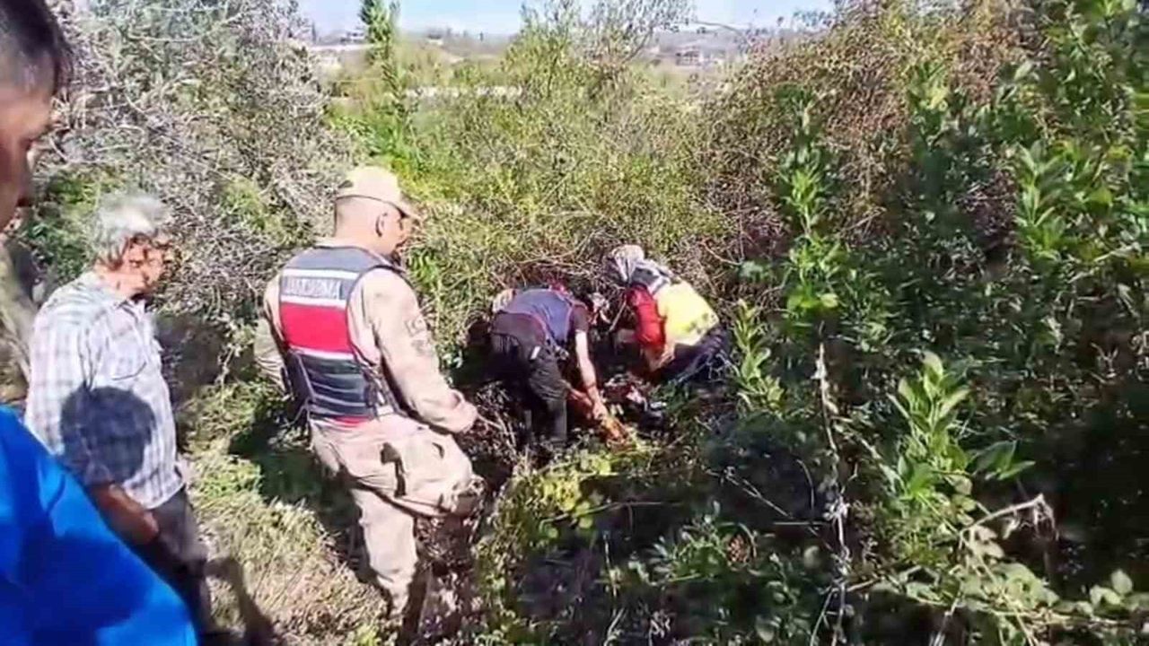 Görme Engelli Yaşlı Adam Zeytinlikte Bulundu