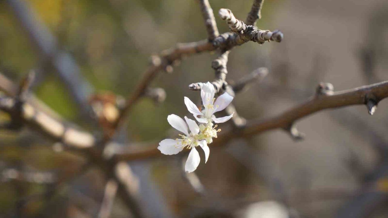 Gümüşhane'de Kasım'da Çiçek Açan Elma Ağacı Şaşkınlık Yarattı