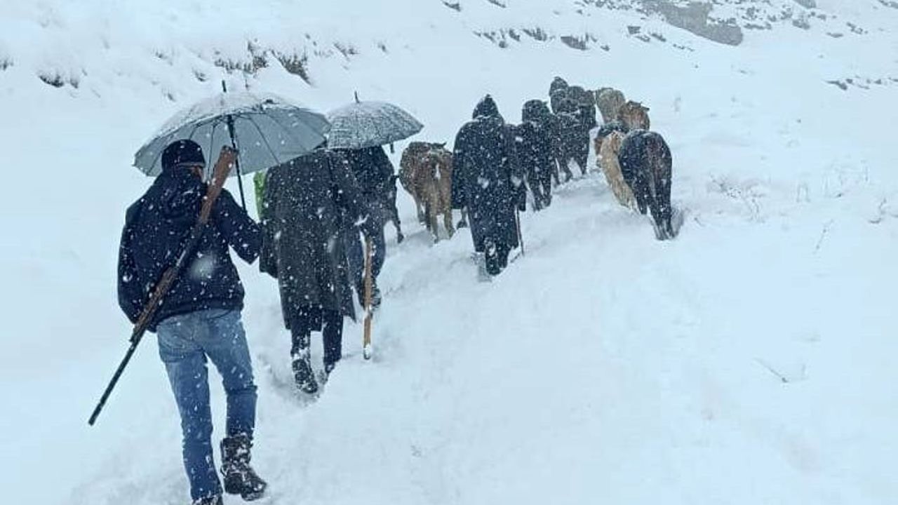 Hakkari'de Kar Yağışı Sonrası Hayvan Sürüsü Kurtarıldı
