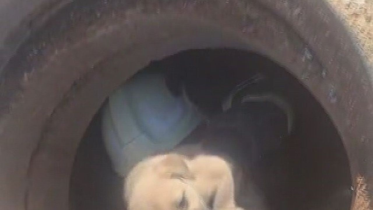 Hatay'da 6 Metre Derinlikteki Çukurdan Yavru Köpek Kurtarıldı