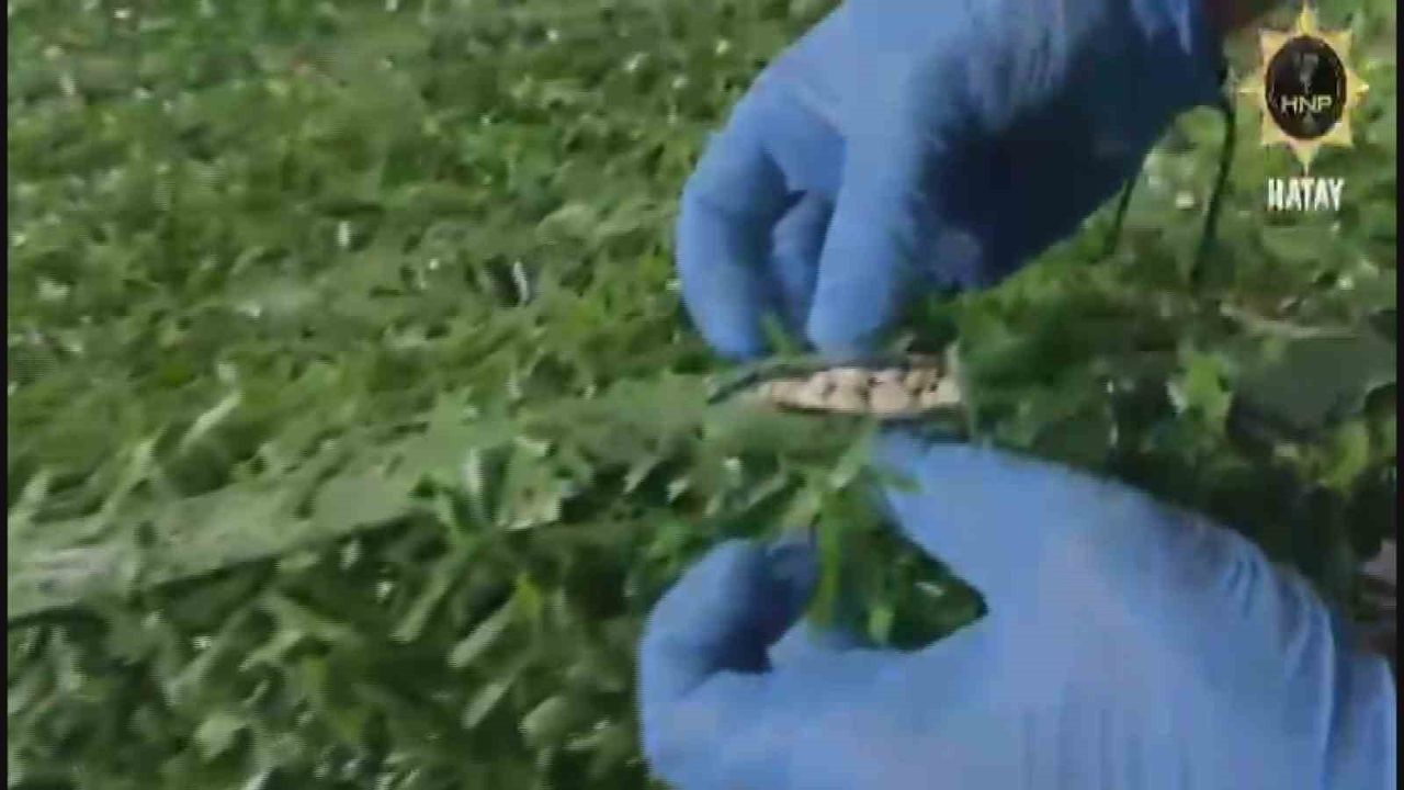 Hatay'da Uyuşturucu Hap Operasyonu: 306 Bin Hap Ele Geçirildi