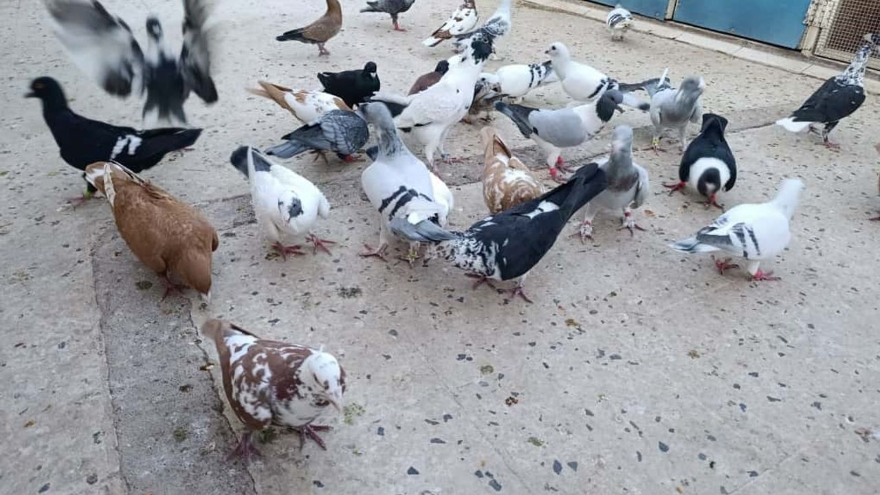 Hayata Güvercinlerle Tutunan Kahraman Gazi