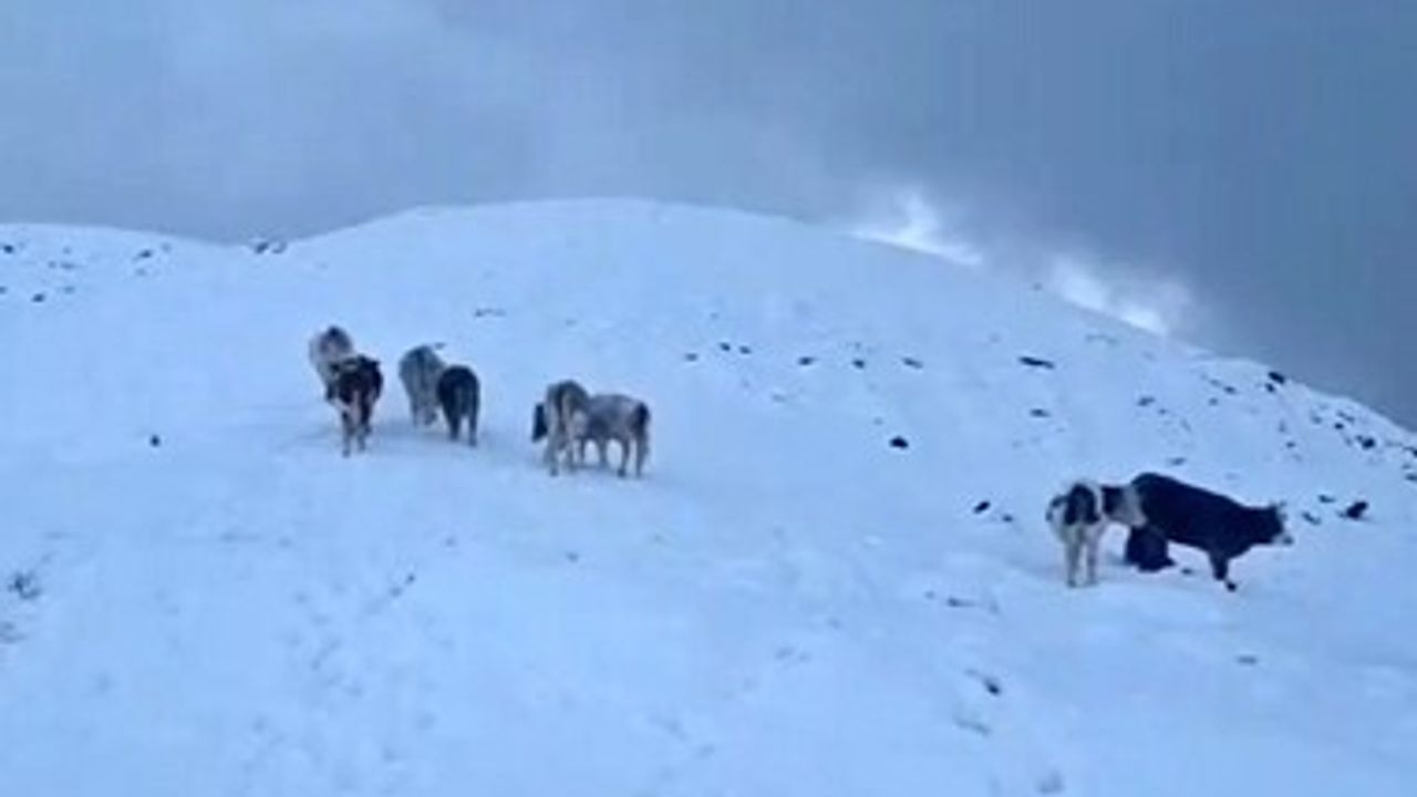 Hizan'da Ani Kar Yağışı Hayvanları Vurdu