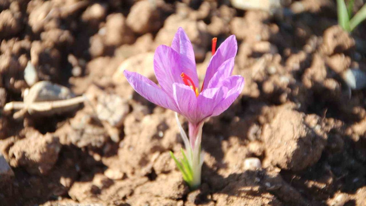 Honaz'da Safran Soğanları Filizlendi