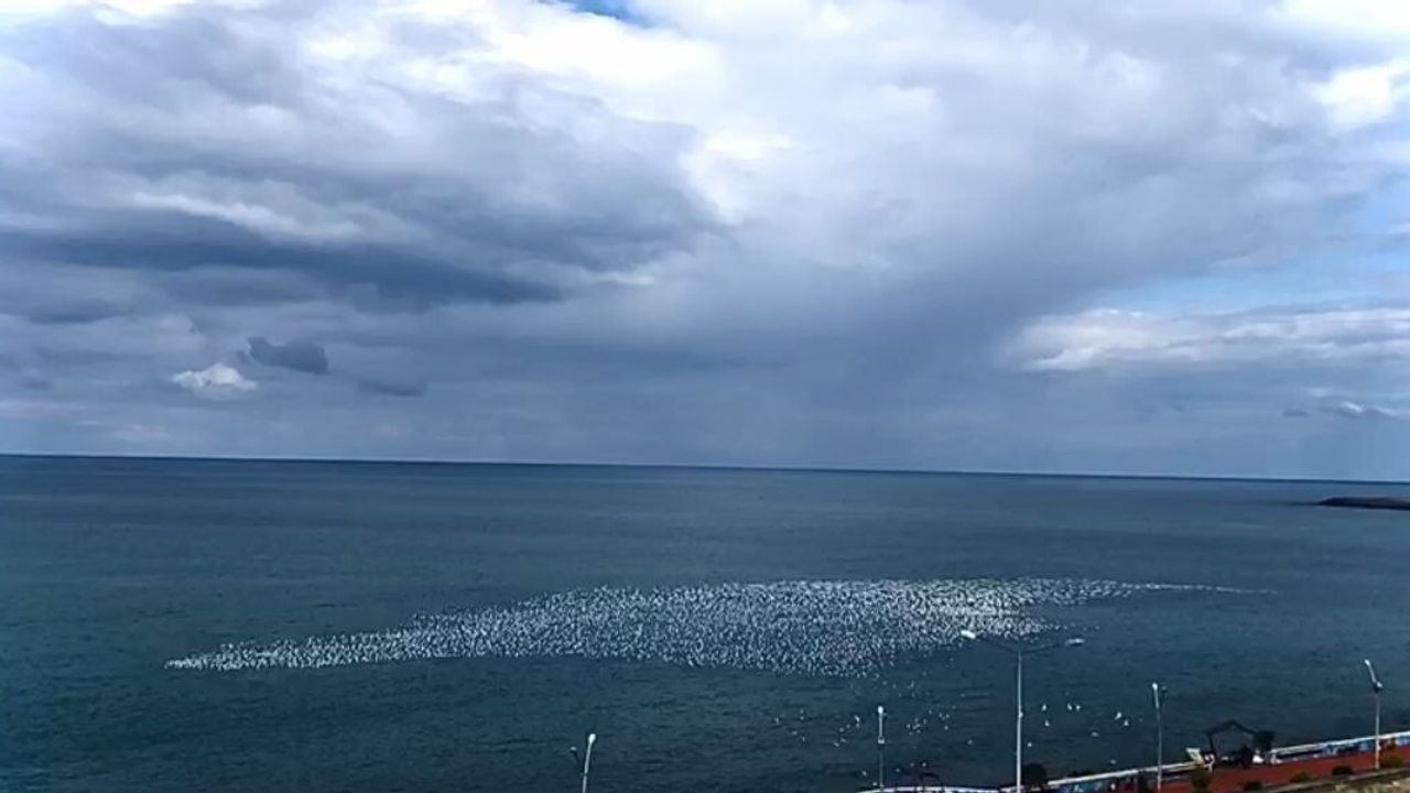 Hopa'da Martıların Denizdeki Büyüleyici Dansı