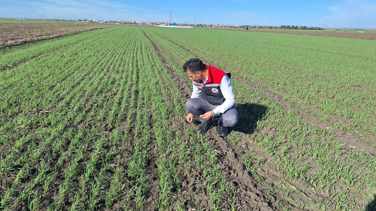 Hububat Tarlalarında Ekin Kambur Böceği Tehlikesi