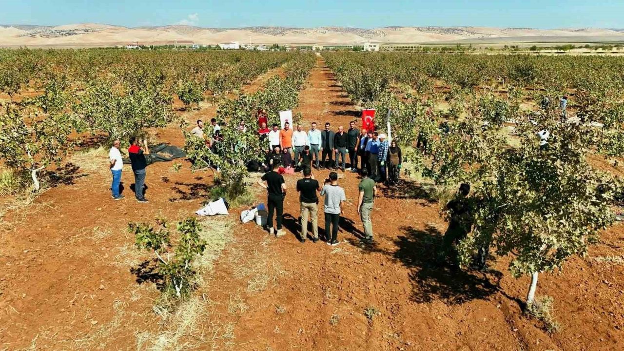İdil'de Fıstık Hasadı Bereket Getiriyor