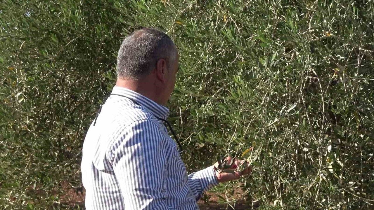 İdil'de Zeytin Üretimi Don Nedeniyle Zarar Gördü