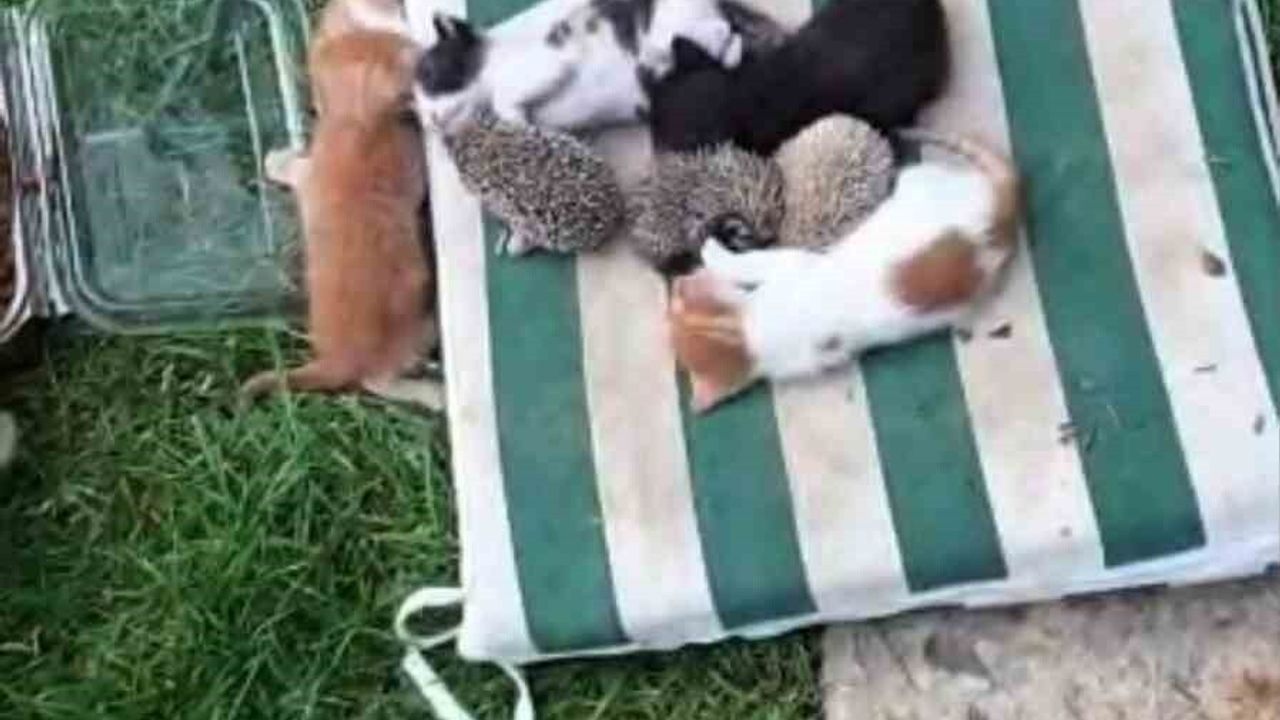 İlginç Bir Dostluk: Kedi ve Kirpilerin Süt Kardeşliği