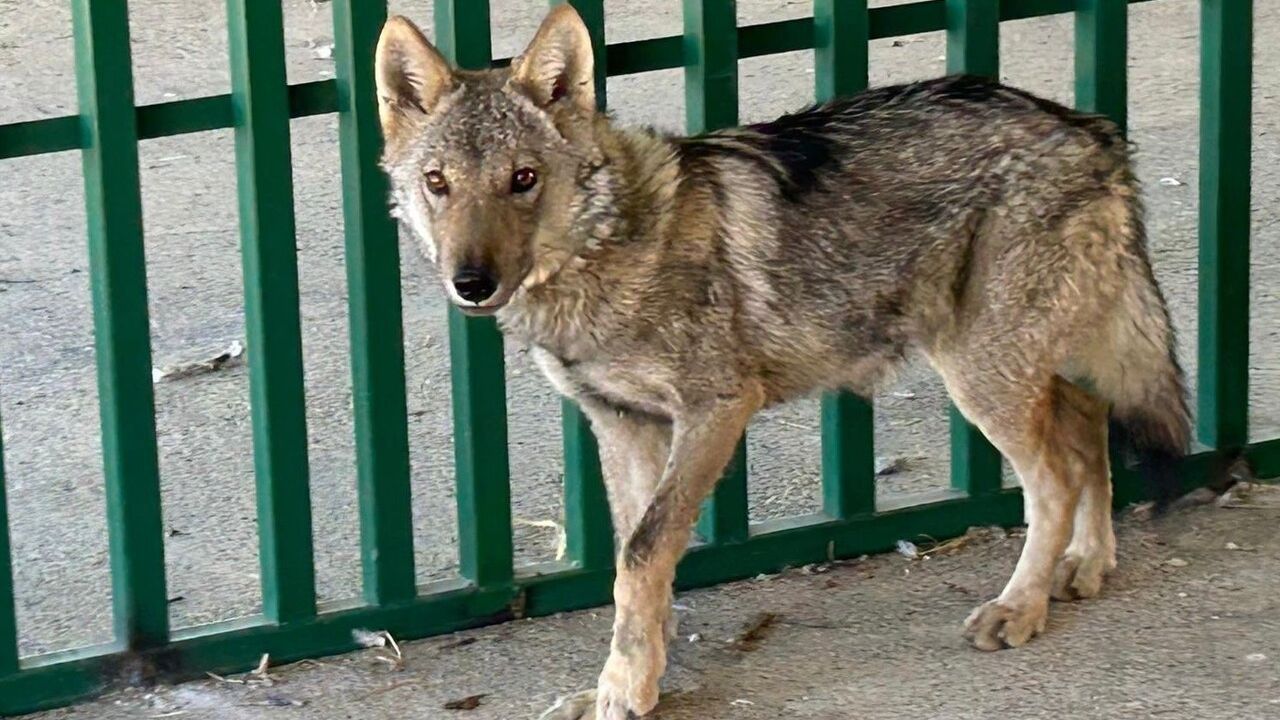 İnsan-Yaban Hayvanı Teması ve Biyogüvenlik Riskleri