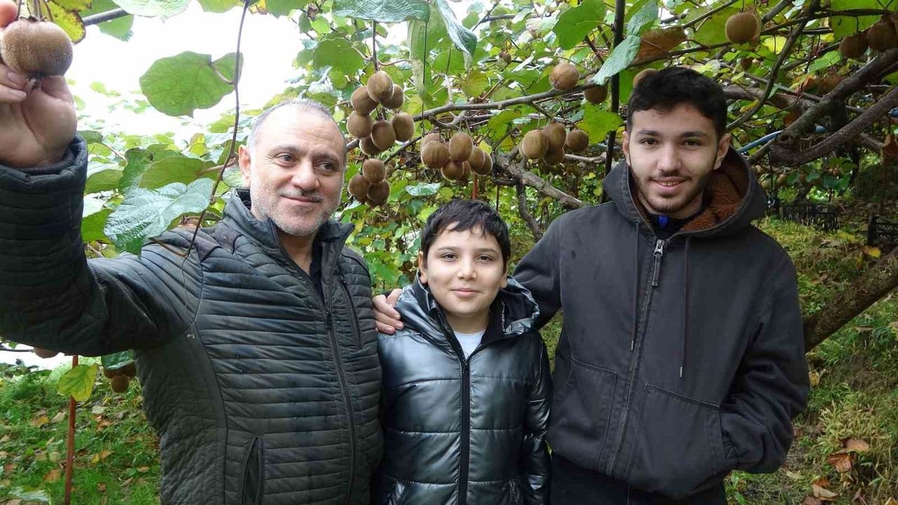 İran Kivisi Trabzon'da Üreticileri Zorluyor