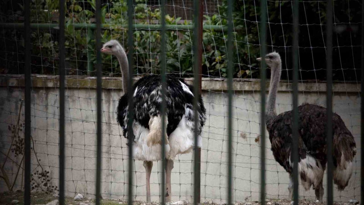 İspanya'da Kuş Gribi Tehdidi: Kümes Hayvanları Kapalı Tutulacak