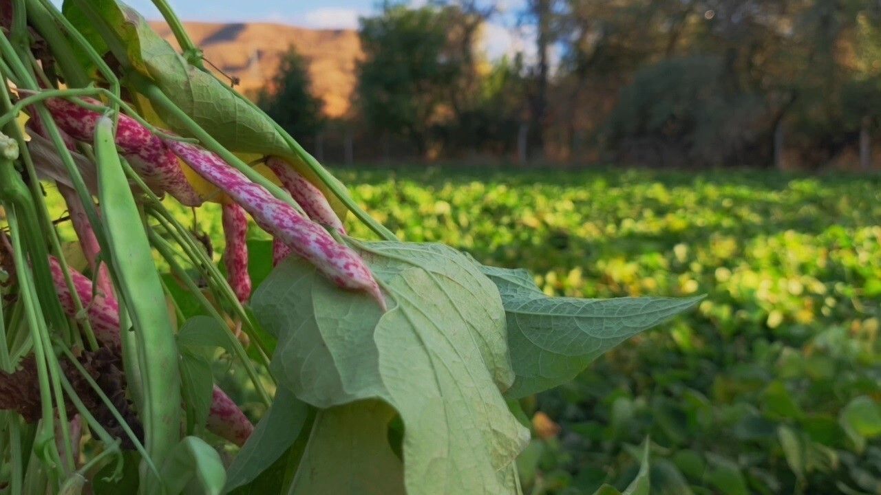 İspir Fasulyesi: Dünya Mutfağının Yeni Gözdesi