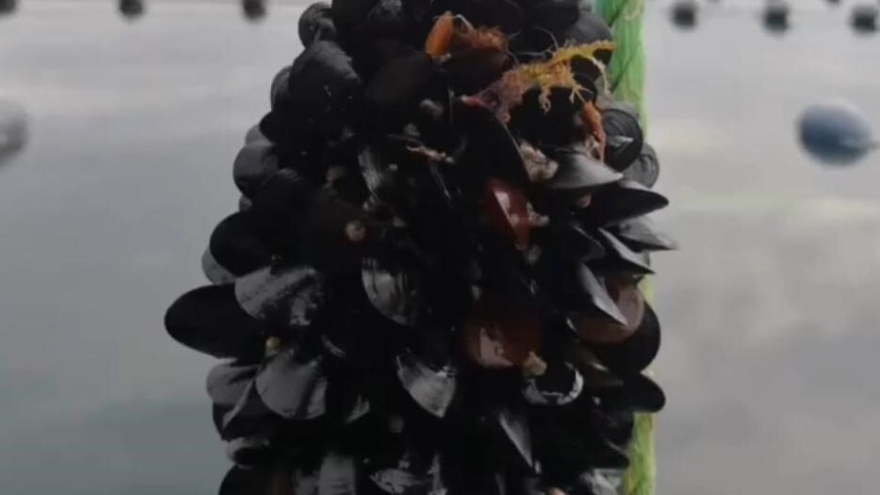 İstanbul'daki Kaçak Midye Sorunu ve Gıda Zehirlenmesi