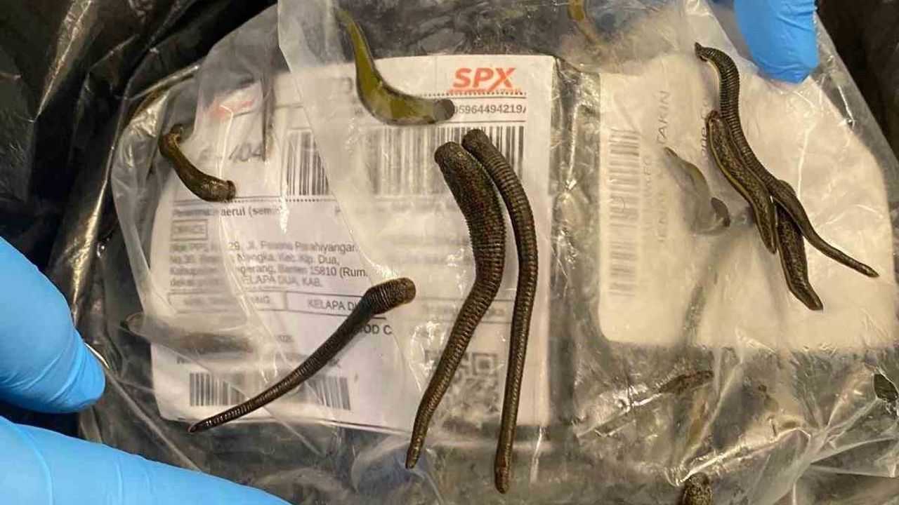 İstanbul Havalimanı'nda Tıbbi Sülük Kaçakçılığına Geçit Yok