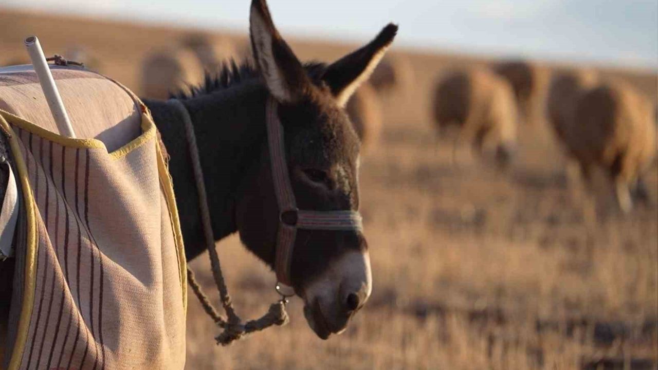 İstanbul Stresinden Kaçış: Mehmet Özmen'in Köy Hayatı