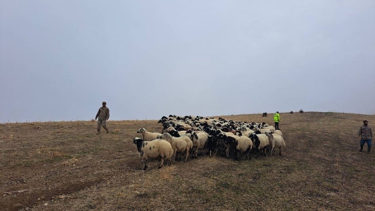 Jandarma, Kaybolan Küçükbaş Hayvanları Buldu