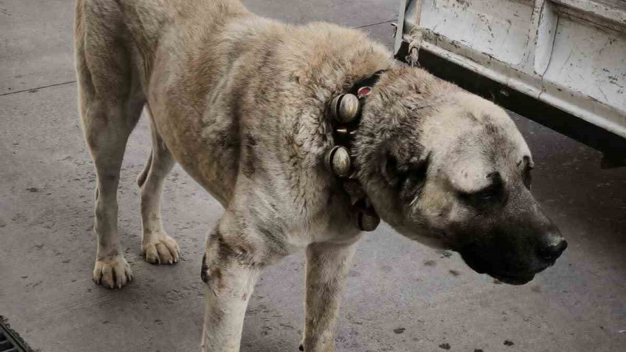 Jandarma'nın Köpek Dövüşü Operasyonu: 12 Gözaltı